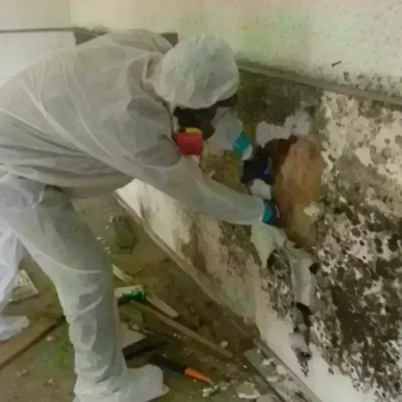 Mold Remediation and Removal in Terrell County, GA